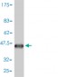 AIF1 Antibody (monoclonal) (M01)